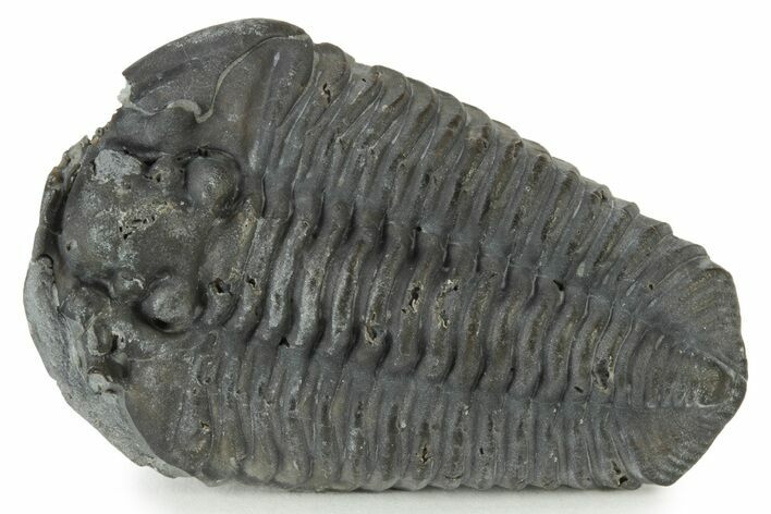 Calymene Niagarensis Trilobite Fossil - New York #232049